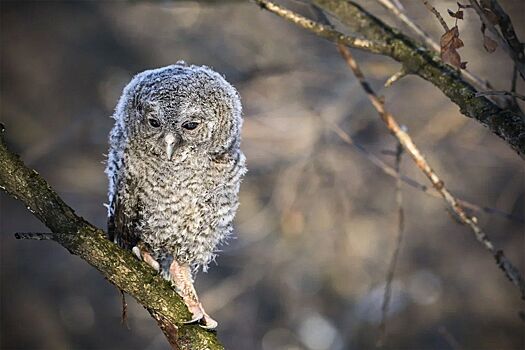 Осторожные лисы и грациозные ласки: каких животных можно заметить зимой на природных территориях Москвы