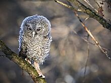 Осторожные лисы и грациозные ласки: каких животных можно заметить зимой на природных территориях Москвы