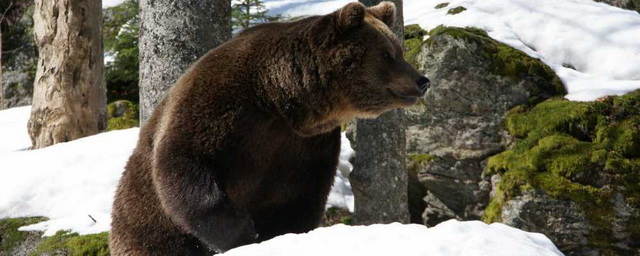 В Туве открывается сезон охоты на медведя