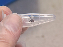 Ноябрьский инфекционист Алия Найманбаева рассказала, угрожают ли энцефалитные клещи ямальцам