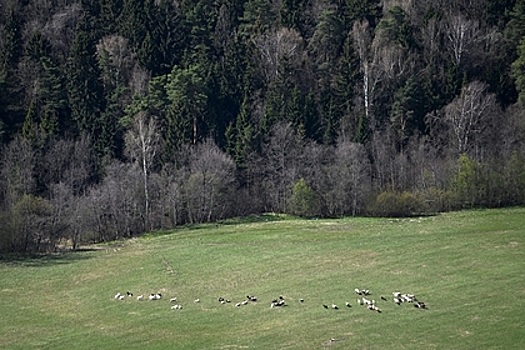 В российском регионе нашли свалку останков животных