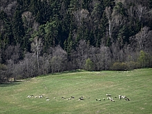 В российском регионе нашли свалку останков животных