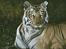 В Хабаровском крае тигры играют с охотоведами в «кошки-мышки»