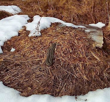 Жирненькие: костромичи увидели первых змей