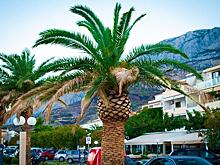 В АТОР назвали страны, готовые принять россиян