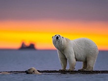 Жителям ЯНАО напомнили об опасности встречи с белыми медведями