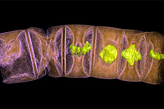 Ученые обнаружили следы древнейших растений планеты