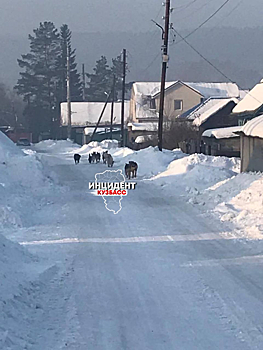 Бродячие собаки загрызли домашнего пса в кузбасском селе