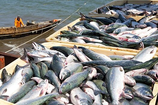 Почему на ростовских прилавках преобладает рыба из Вьетнама и Норвегии