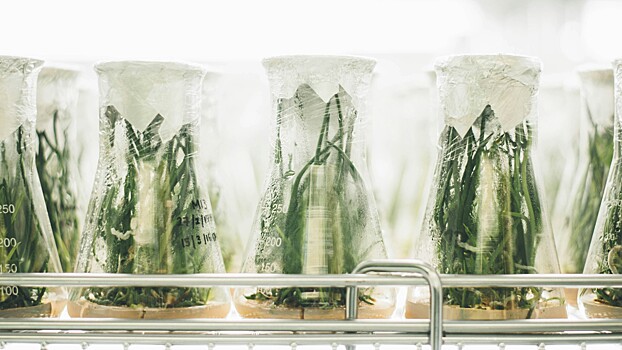 Создан биопрепарат, активирующий иммунитет у растений