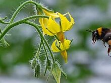 Британские ученые научили шмелей играть в футбол