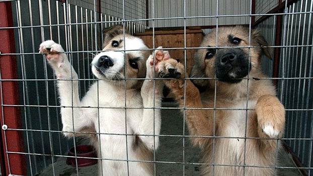 Власти Краснодара рассказали о создании муниципального приюта для животных