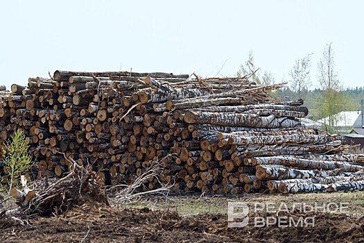 "Деревья штабелями лежат": в Лаишевском районе идет массовая вырубка для расширения дороги
