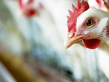 В Ливнах птицефабрику «Белый Фрегат» оштрафовали за куриный помет