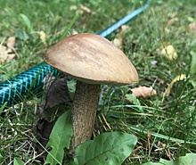 Реально ли вырастить грибы на своём участке?