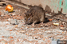 Прокуратура проверит тюменскую школу, где обнаружили крыс