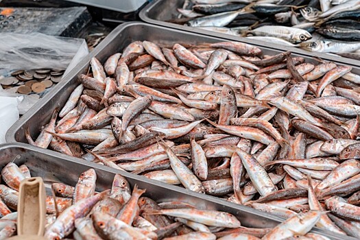 Рост добычи биоресурсов в бассейне Азовского и Чёрного морей достиг 37% в 2025 году