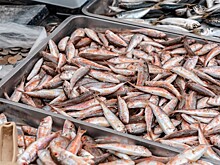 Рост добычи биоресурсов в бассейне Азовского и Чёрного морей достиг 37% в 2025 году