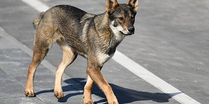 Карантин по бешенству животных объявлен в поселении Кленовском в ТиНАО