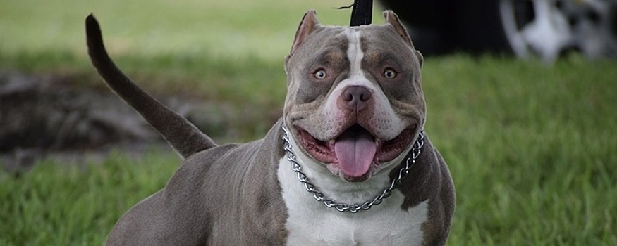 Британское правительство запретит содержание собак породы XL Bully