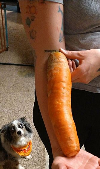 Морковка размером с руку