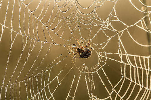 InZoo: паутина самок пауков-короедов по прочности превосходит сталь