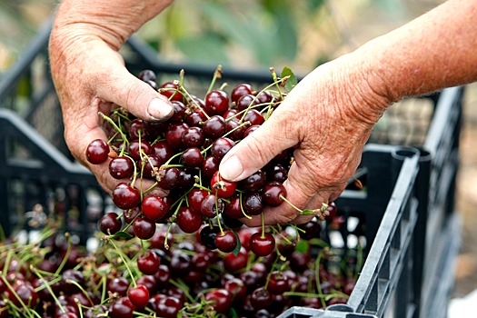 В Дагестане собирают по сто килограммов черешни с дерева