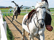 Цифровой двойник лошади может стать новым словом в подготовке молодых казаков
