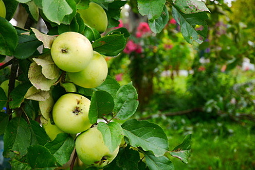 В Ленинском районе 19 августа пройдет фестиваль «Яблочный спас»