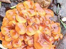 В Москве в конце декабря начали распускаться растения и расти грибы