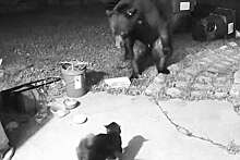 В Сочи домашний кот прогнал медведя с участка и попал на видео