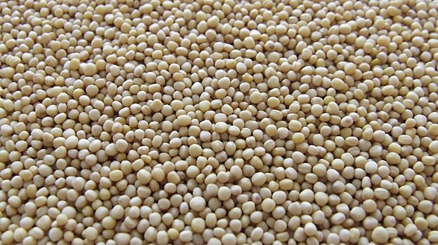 Из Пензенской области отправили зерно в Латвию, Бельгию и Турцию