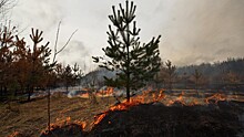 На Вологодчине установлен первый класс пожарной опасности