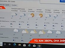 В Татарстане сильный ветер сорвал крыши и вырвал с корнями деревья — видео