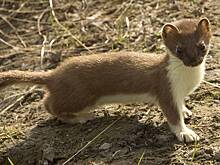 В московской теплой зиме увидели опасность