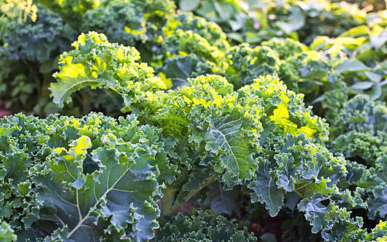 Капуста кале: красота и польза на грядке