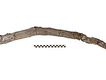 Найдены самые древние в мире деревянные орудия