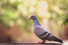 Почему голуби «кивают» при ходьбе