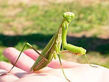 Саратовцев приглашают на выставку насекомых с другой планеты