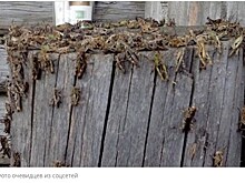 Погода и брошенные земли способствовали нашествию саранчи в Забайкалье