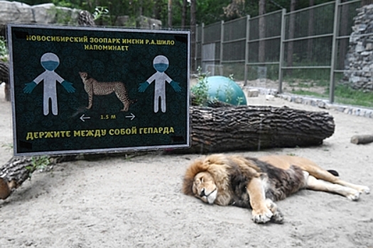 Сообщение о переработке тела льва в муку в Новосибирске оказалось недостоверным