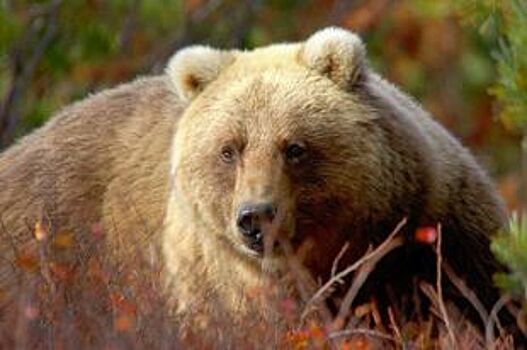 В Омске состоится жеребьёвка разрешений на добычу медведя