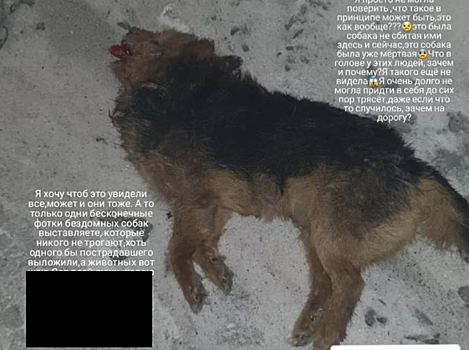 Соцсети: автомобилист в Кемерове на ходу выбросил из машины мертвую собаку