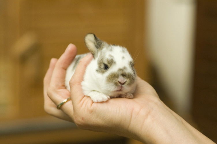 Жители российской многоэтажки пожаловались на кроличий беспредел