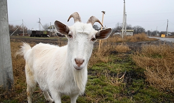 В селе под Волгоградом проводят вакцинацию из-за бешеного козленка