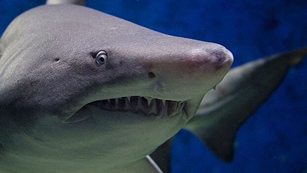 Голодные челюсти: дайвер вплотную поплыл к пожирающей добычу акуле