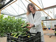 Огурцы подорожали на 10 процентов за неделю