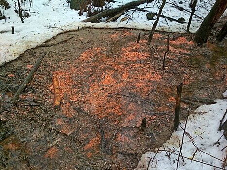 Форелеводы Сегежского района продолжили сливать «кровавые реки» даже после проверки Минприроды