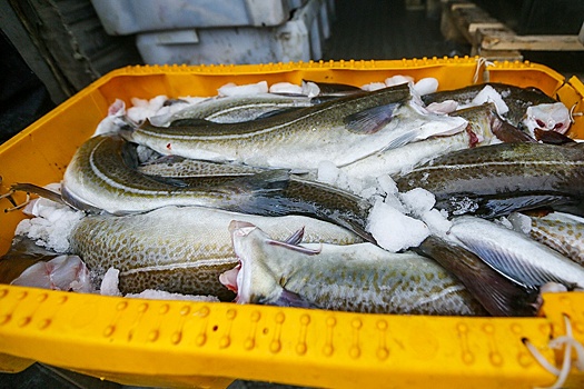 Чем грозит запрет США на импорт рыбы из РФ