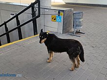 В Пензе на бродячих собак готовы потратить 700 000 рублей